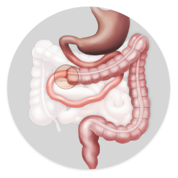 Anatomia jejunocolônica