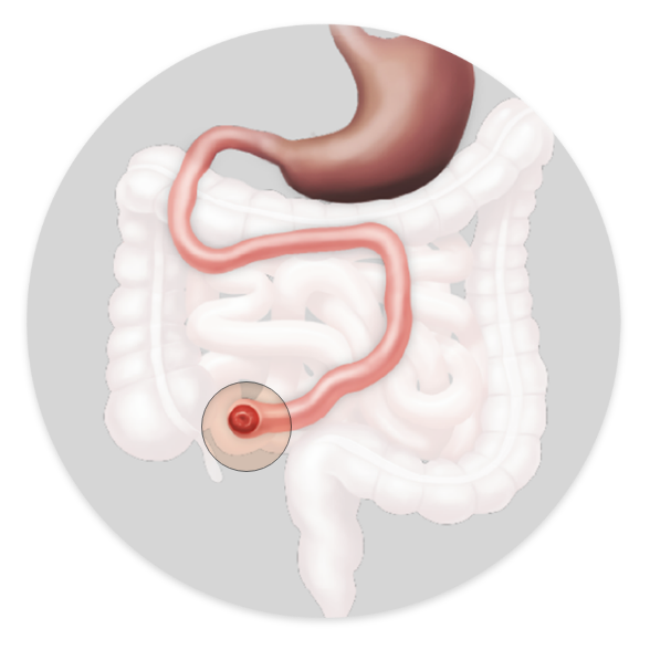 Anatomia terminal