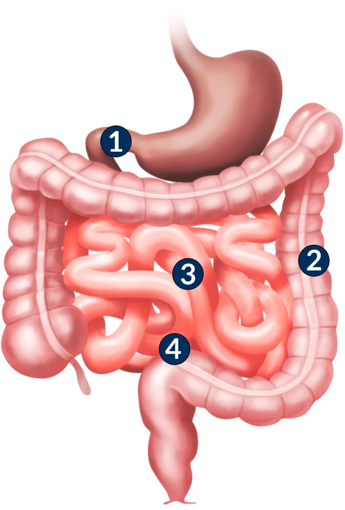 Anatomia Intestinal
